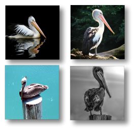 Set of 4 Coasters Pelicans